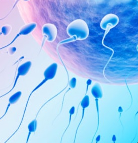 insemination artificielle turquie