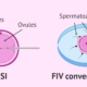 fiv icsi